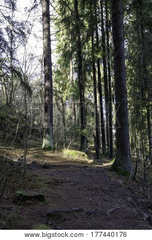 the sun is shining down between the trees on the stone