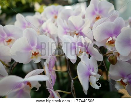 Closeup of white and purple orchid in the greenhouse