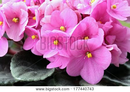 Saintpaulias (african Violets, Saintpaulia Ionantha)
