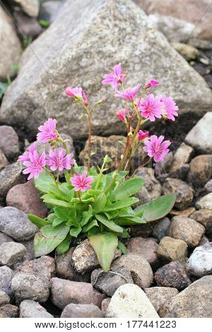Lewisia Cotyledon 'elise Mixed'