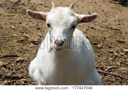 African dwarf goats (capra aegagrus f. Hircus)