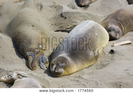 Cuccioli di foca sulla spiaggia di Big Sur