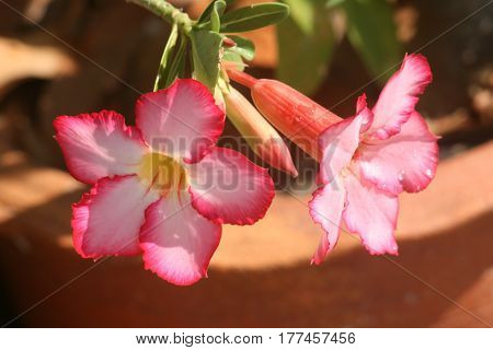 Pink Desert Rose  flowers in bright sunny days.