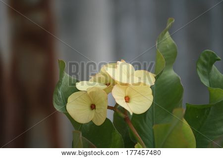 Yellow crown of thorns on a beautiful sunny