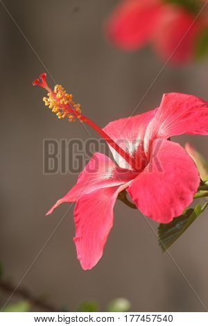 Hibiscus bright colors in beautiful sunny day.