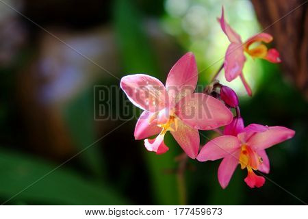 Spring pink  Dendrobium orchid in the garden.