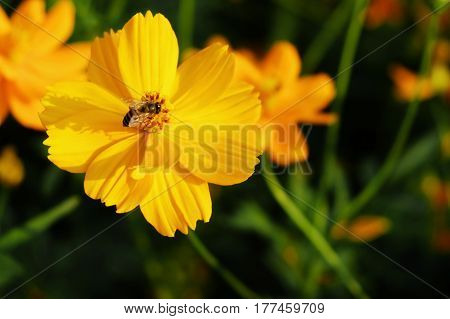 Bee with yellow cosmos in summer garden.