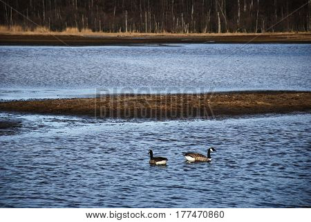 Two swimming canada geese in a wetalnd by springtime