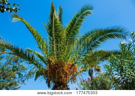 Palm tree on ble sky background. Summer sunny day
