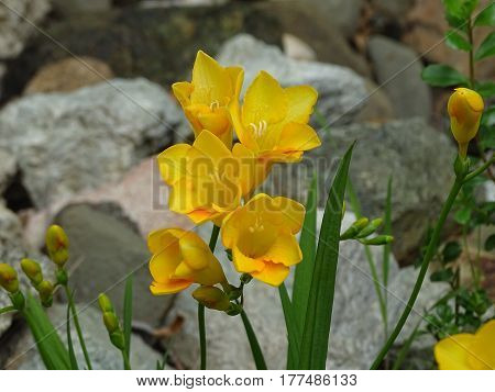 yellow spring flowers blooming in among the rocks