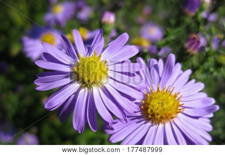 Beautiful bushy aster flower in a natural garden environment - sunny bright scene