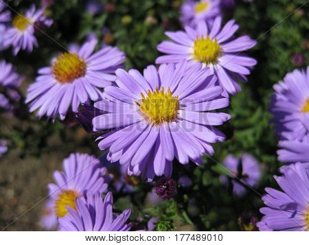 Beautiful bushy aster flower in a natural garden environment - sunny bright scene