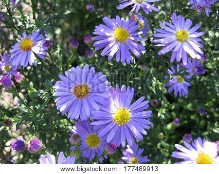 Beautiful bushy aster flower in a natural garden environment