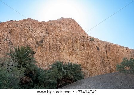 Oasis under the mountain in the desert