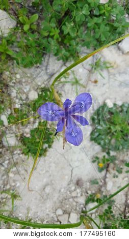Blue flower at the side of the road