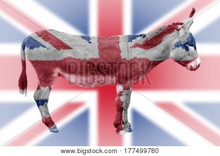 Brexit Result - Foolish Donkey In Front Of Union Jack Flag