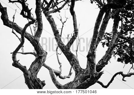 Trunk and curved branches of an old tree against a cloudy sky background black and white