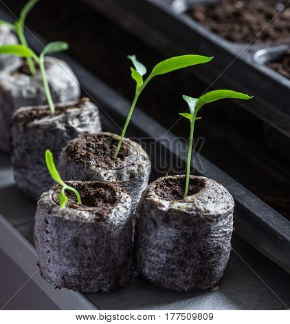 Young Fresh Seedling Stands In Plastic Pots. Cucumber Plantation. Cultivation Of Cucumbers In Greenh