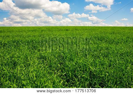 Green Grass And Blue Sky With White Clouds