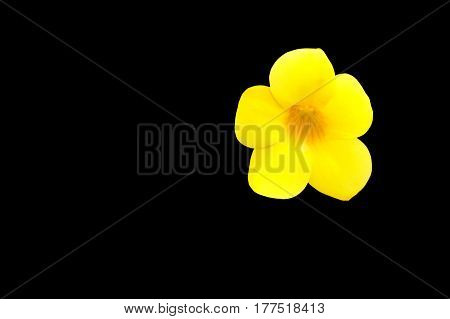 Allamanda cathartica Yellow flower at beautiful. Golden Trumpet willow-leaved climber blooming in the garden isolated on black background and clipping path