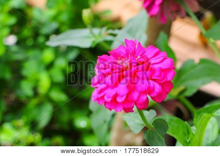 zinnia flower beautiful blossoms garden in nature