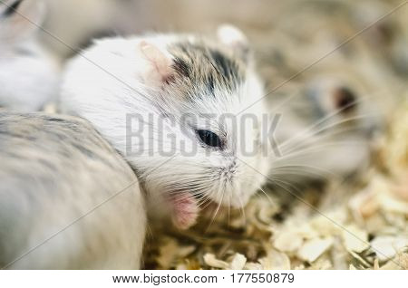 Hamsters