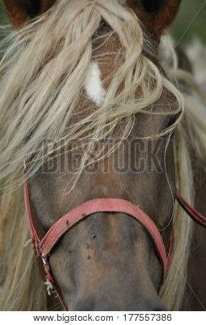 Workhorse. Grazing in the pasture. Meadow in the valley of the Bug.