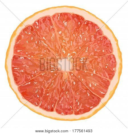 Realistic vector illustration of a grapefruit slice icolated on white