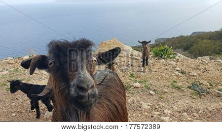 Goat with two Little ones at the side of the road