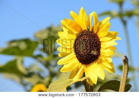 Yellow sunflower with bees on a background of blue sunny sky