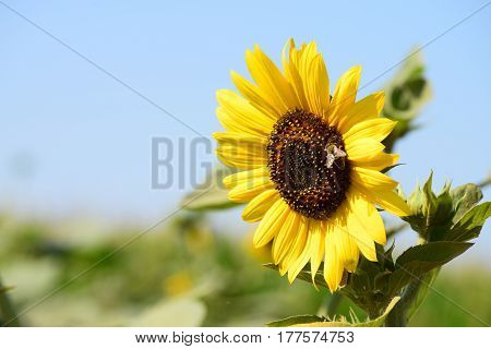 Yellow sunflower with bees on a background of blue sunny sky