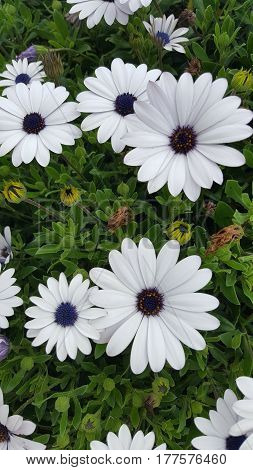 White flowers in a field on the island of crete