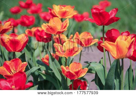 Red and orange tulips blossom in summer