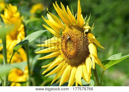 locust and bee on a beautiful sunflower yellow with green background