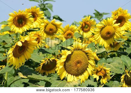 group of beautiful yellow sunflowers on a sunny day with blue sky in the background