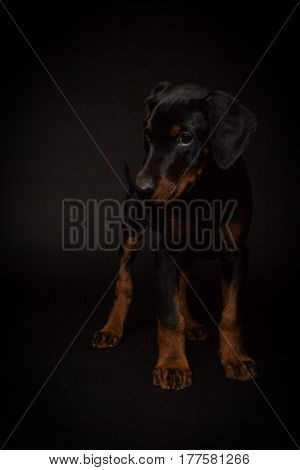 Doberman pinscher (Dobie) puppy in a studio setting