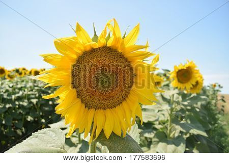 Close-up macro of yellow seeds and leaves of yellow sunflowers