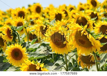 group of beautiful yellow sunflower on a sunny day with blue sky in the background