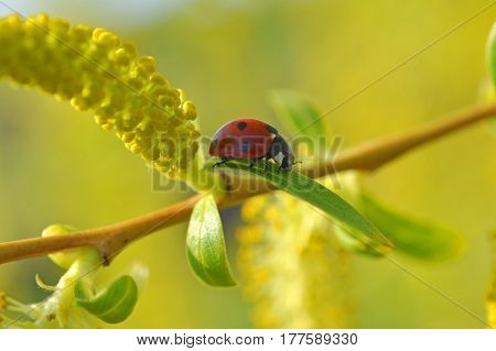 Ladybug on wild yellow flower in spring. Ladybug close-up