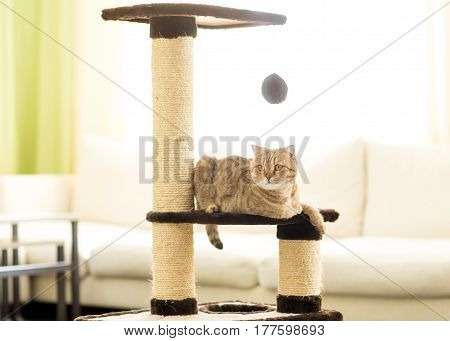 Cat scottish fold lying on a scratching post, on a living room background.
