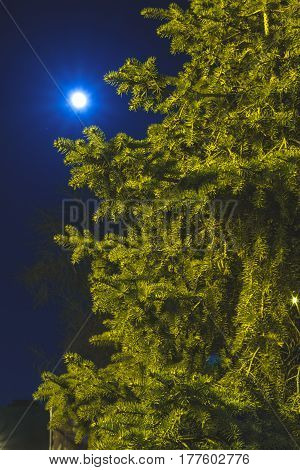 A Green Spruce Lit By Light