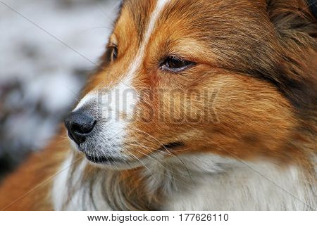 Portrait of a dog. Muzzle dogs with long hair closeup.