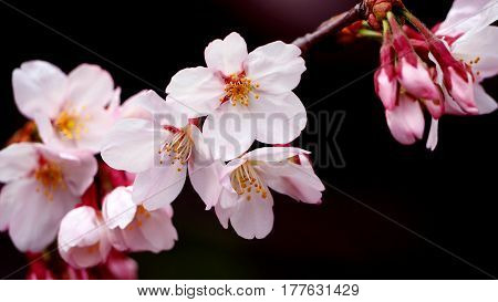 Real Pink Sakura Flowers Or Cherry Blossom Close-up.