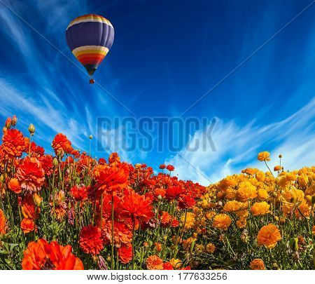 The multi-color balloon slowly flies over blossoming fields of garden buttercups. Concept of rural and extreme tourism. Light cirrus clouds portend a warm day