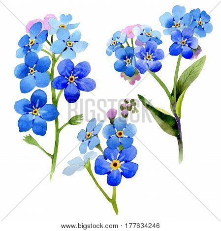 Wildflower myosotis arvensis flower in a watercolor style isolated. Full name of the plant: Myosotis arvensis. Aquarelle wild flower for background, texture, wrapper pattern, frame or border.