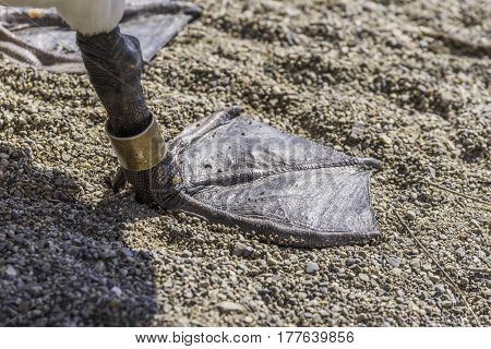 Closeup of webbed duck foot with ankle bracelet tracking tag environmental management concept