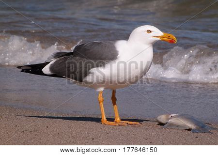 A Yellow-footed Gull, Larus livens on a beach on the Sea Of Cortez in Mexico
