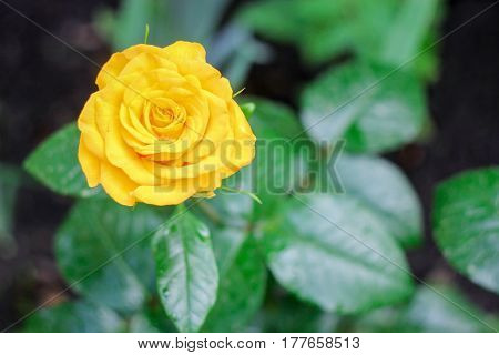 Bright yellow beautiful rose on a green background