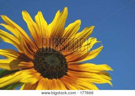 太陽の花 & 空