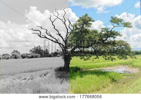 Mystery Tree that another half dead and another half still alive with leaves.
